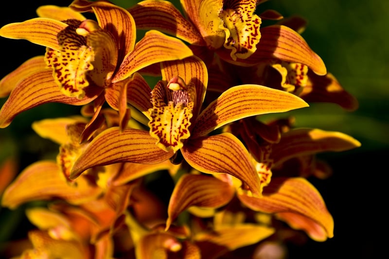 Dragon's Breath Orchid