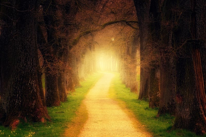 Whispering Willow