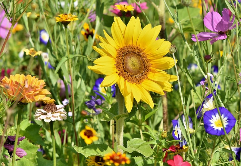 Unicorn Meadows Garden